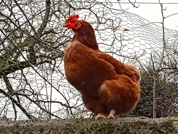 Brown Hen Ecological Farm — Stock Photo, Image