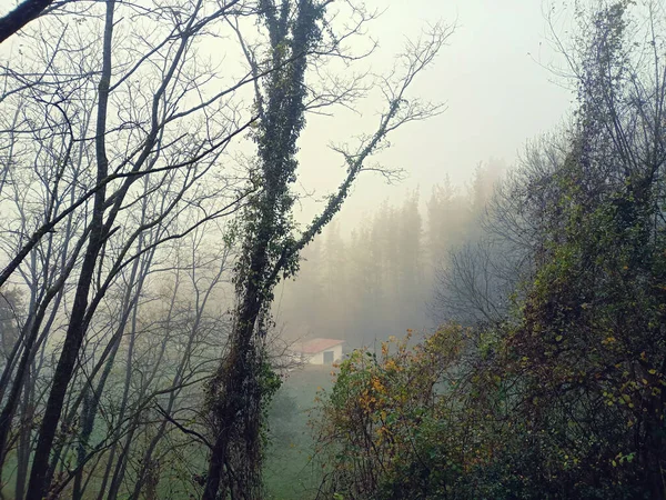 Страна Басков Расслабляющий Пейзаж Туманным Лесом — стоковое фото