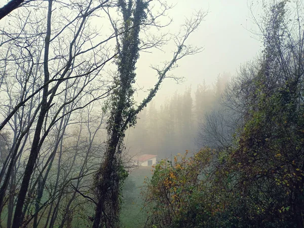 Paisaje Relajante Del País Vasco Con Bosque Nublado —  Fotos de Stock