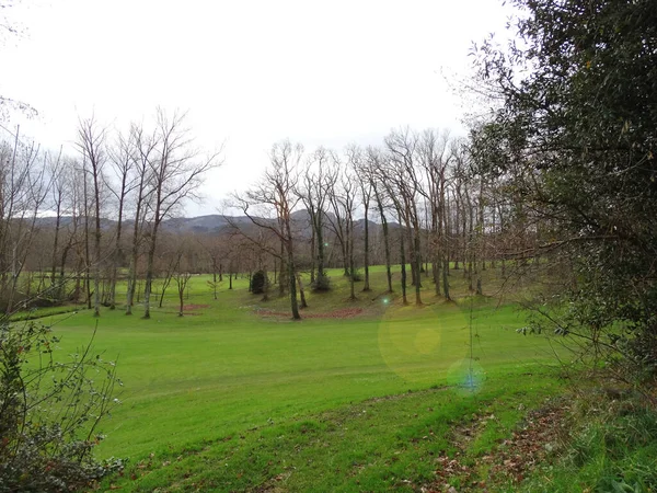 Idyllisk Skog För Vandrare Och Vandrare — Stockfoto