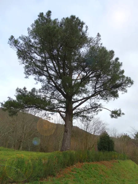 Wysokie Drzewo Idyllicznym Lesie — Zdjęcie stockowe