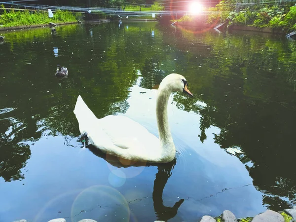 Cygne Dans Cristina Enea Park San Sebastian Espagne — Photo