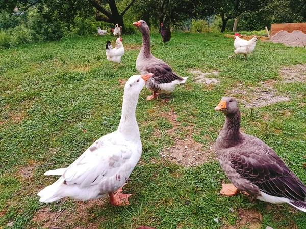 Gänse Und Hühner Auf Gras — Stockfoto