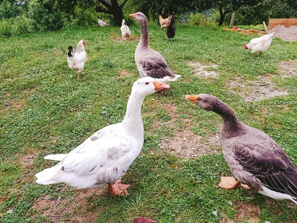 Geese Chickens Grass — Stock Photo, Image