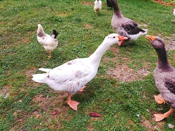 Oies Poulets Sur Herbe — Photo