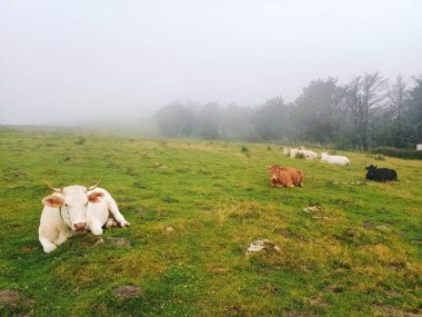 Dağdaki çimlere uzanmış inekler