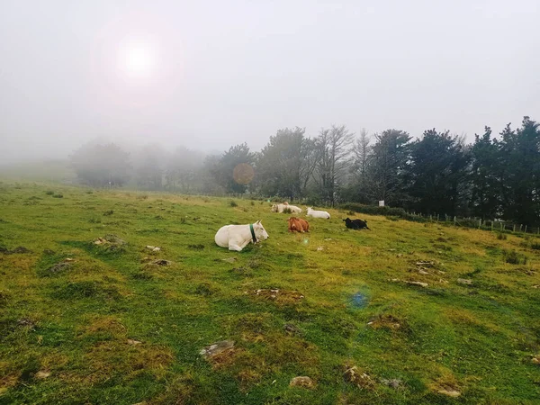 Vacas Que Põem Grama Montanha — Fotografia de Stock