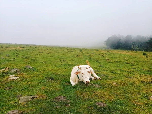 Bílá Kráva Ležící Trávě — Stock fotografie