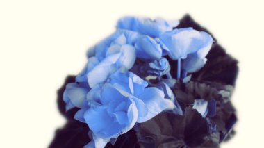 Kutlama günleri için çiçekler