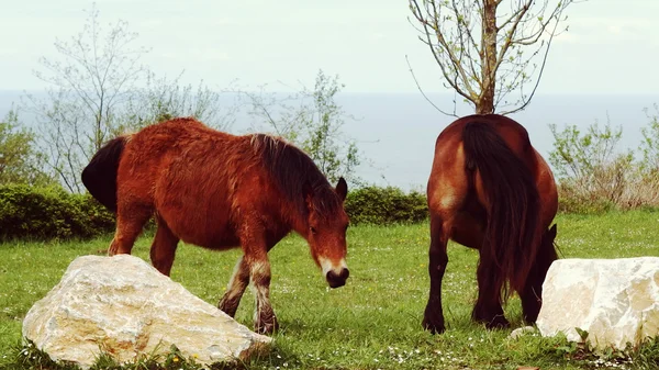 Coppia di cavalli selvatici Bredding su Green Hill — Foto Stock