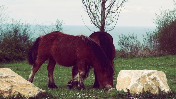 Wildpferdepaar brütet auf grünem Hügel — Stockfoto