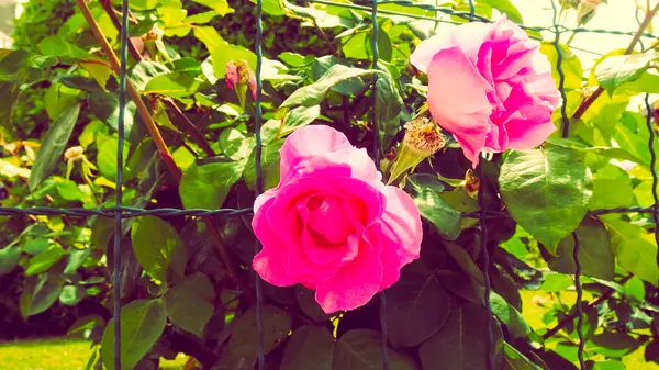 Roze rozen over groene natuurlijke achtergrond — Stockfoto