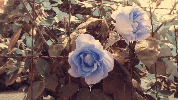 Blue Roses colored over soft background — Stock Photo, Image