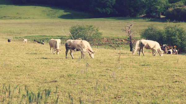 Koeien in de lente van eten van gras — Stockfoto