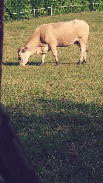 Cows in spring eating grass — Stock Photo, Image