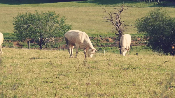 Коровы весной едят траву — стоковое фото