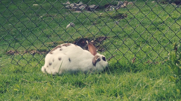 Rabbit on grass in jail — Stock Photo, Image