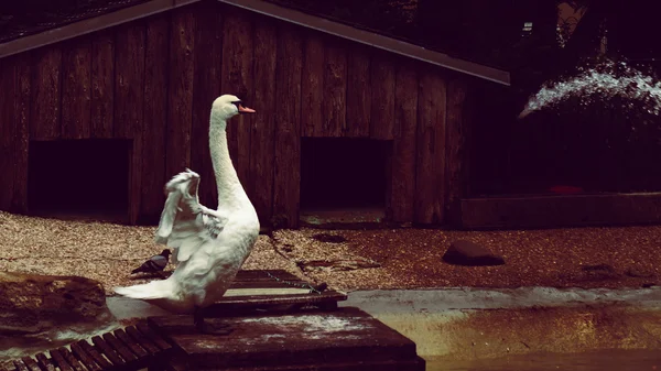 Swan Dance öppning vingar — Stockfoto