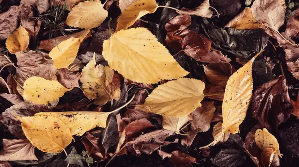 Autumn leaves Background — Stock Photo, Image