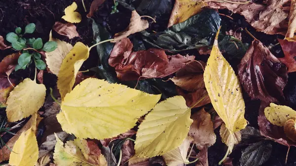 Autumn leaves Background — Stock Photo, Image