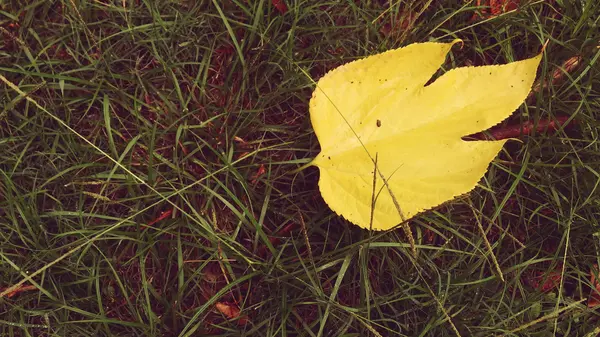 Autumn leaf over grass — Stock Photo, Image