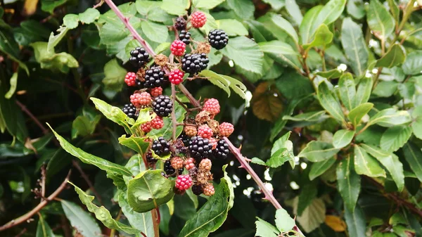 Cespuglio di more con frutta — Foto Stock