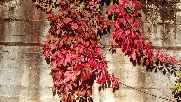 Red Autumn Leaves — Stock Photo, Image