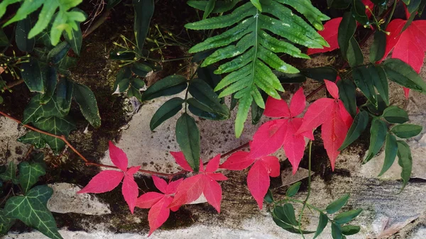 Red Autumn Leaves — Stock Photo, Image