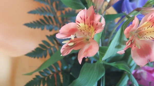 Κομψό κρίνοι λουλούδια με φύλλο — Φωτογραφία Αρχείου