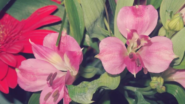 Ροζ κρίνα και ζέρμπερες λουλουδιών — Φωτογραφία Αρχείου