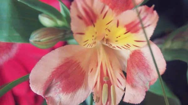 Oranje en Gele lelies bloemen — Stockfoto