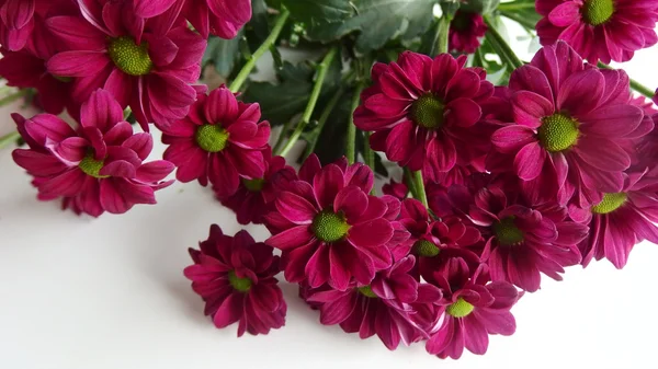 Δώρο γιορτές λουλούδια μαργαρίτες Gerbera — Φωτογραφία Αρχείου