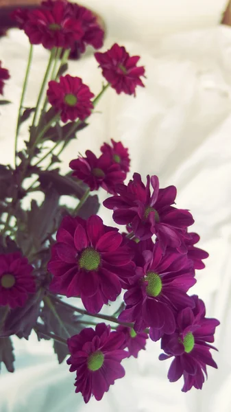 Gerbera Daisies blommor firandet gåva — Stockfoto
