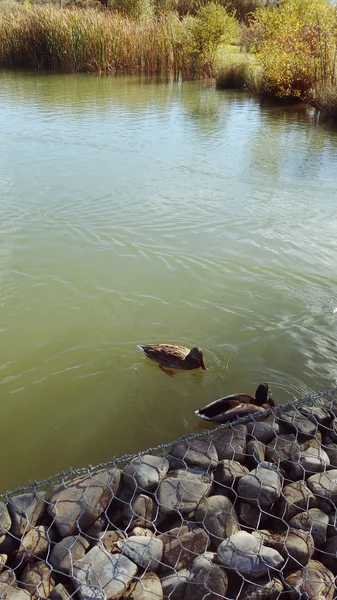 Patos cena natação — Fotografia de Stock