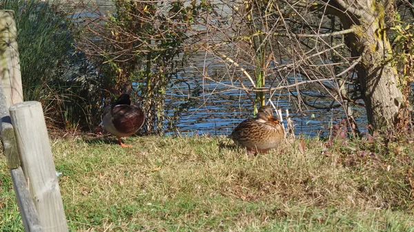 Canards au bord du lac et des arbres — Photo