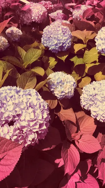 수 국 꽃 색깔 — 스톡 사진