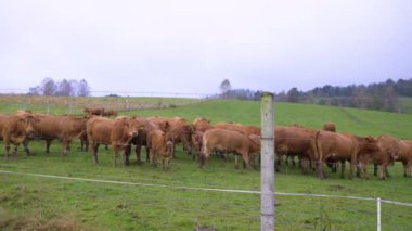 Kahverengi inekler çimenli tarlalarda yağmurda