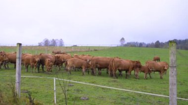 Kahverengi inekler çimenli tarlalarda yağmurda