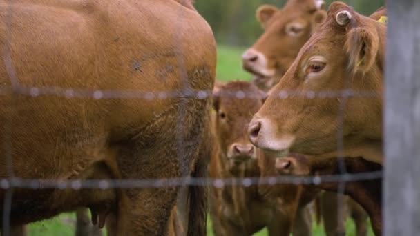 Barna tehenek a füves réten esőben — Stock videók