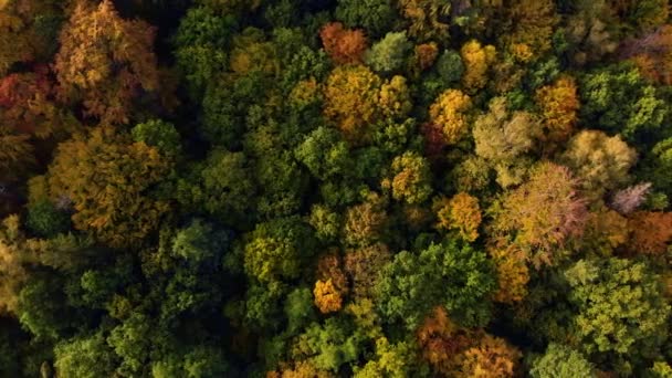 Beautiffull Φθινόπωρο drone πετούν πάνω από τα δέντρα και τα χωράφια — Αρχείο Βίντεο