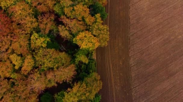 Beautiffull Autumn drone volar sobre los árboles y campos — Vídeos de Stock