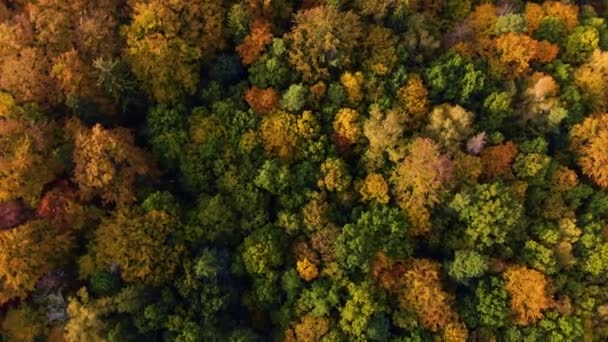 Prachtig Herfst drone vliegen over de bomen en velden — Stockvideo