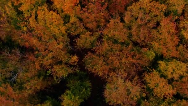 Beautiffull Automne drone voler au-dessus des arbres et des champs — Video