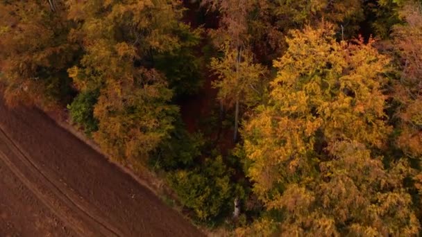 Красивые осенние дроны летают над деревьями и полями — стоковое видео