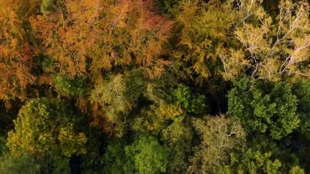 Косметика Осінній безпілотник літає над деревами та полями — стокове відео