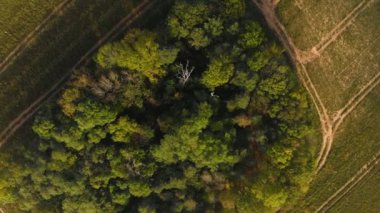 Güz İHA 'sı ağaçların ve tarlaların üzerinde uçuyor.