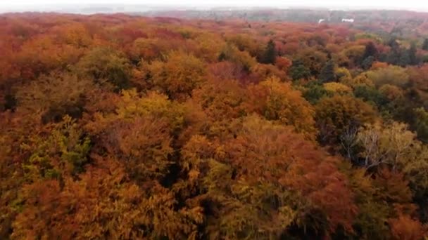 Beautiffull Autumn drone volar sobre los árboles y campos — Vídeos de Stock