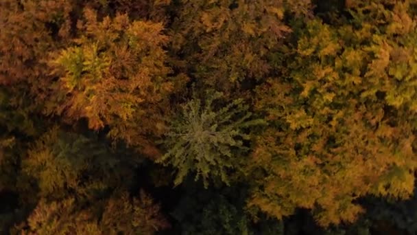Drona de toamnă frumoasă zboară peste copaci și câmpuri — Videoclip de stoc
