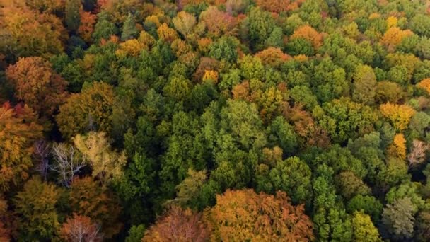Piękny jesienny dron przelatuje nad drzewami i polami — Wideo stockowe
