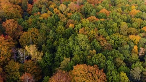 Beautiffull Φθινόπωρο drone πετούν πάνω από τα δέντρα και τα χωράφια — Αρχείο Βίντεο